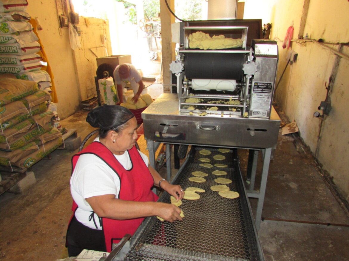 Ley contra maíz híbrido encarecería precio de la tortilla