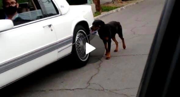 DETIENEN A SUJETO QUE JALABA A SU PERRO DESDE EL AUTO