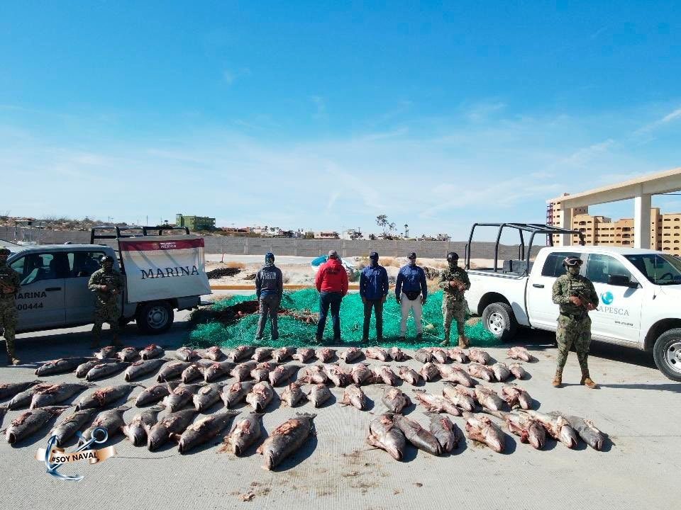 Realizan millonarios decomisos de droga tras operativos en Baja California