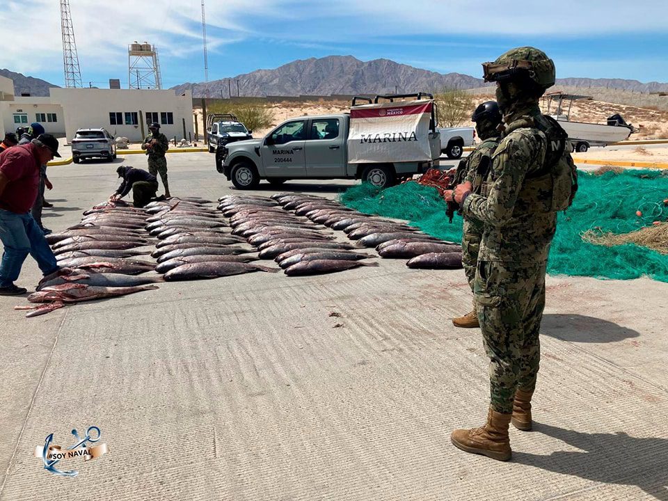 Realizan millonarios decomisos de droga tras operativos en Baja California