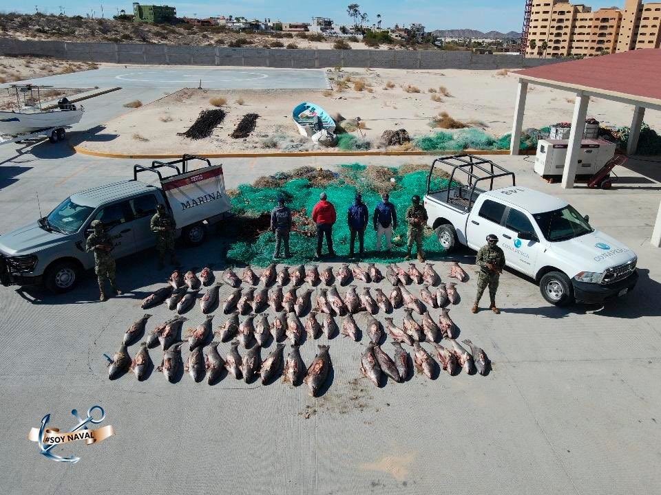 Realizan millonarios decomisos de droga tras operativos en Baja California