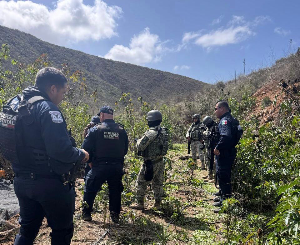 FESC y Defensa localizan y destruyen plantío de marihuana en Tijuana