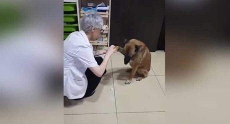 Conmueve perrito que se lastima y pide ayuda en una farmacia