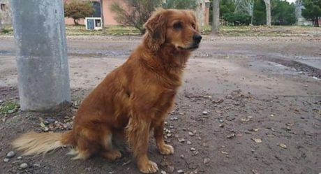 Sheila, la perrita que espera desde hace un año a su dueño afuera de la prisión