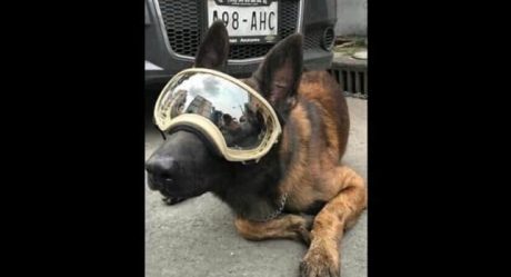 Piden ayuda para "ChiChí", el perro rescatista del sismo del 19-S