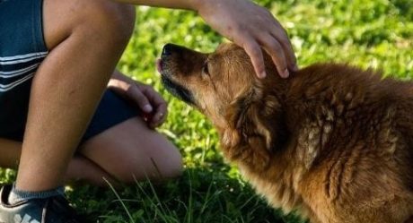 Niño con autismo ofrece su bicicleta para recuperar a su perrito extraviado