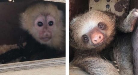 Autoridades sacrifican a monos capuchinos bebés y osos perezosos “rescatados”