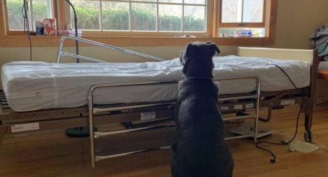 La conmovedora foto de un perro esperando a su dueño fallecido