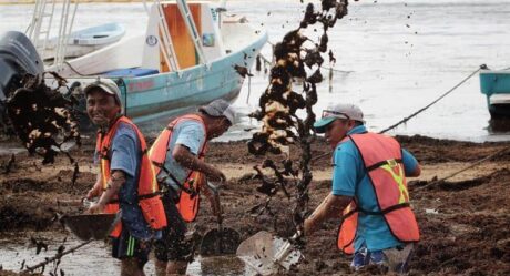 Intensifican extracción de sargazo en playas de Quintana Roo