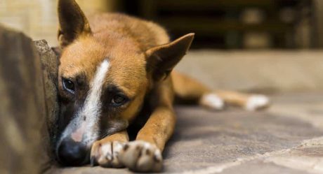 Multarán con hasta 33 mil pesos a quien abandone a su mascota