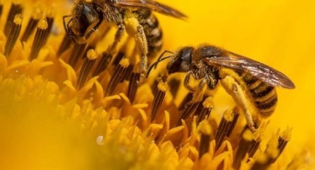 Alerta en Rusia por muerte masiva de abejas en todo el país