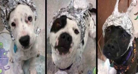 'Perros extraterrestres': un refugio de animales de Oklahoma saca ventaja de la fiebre por el Área 51