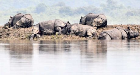 Inundaciones en India matan rinocerontes en peligro de extinción