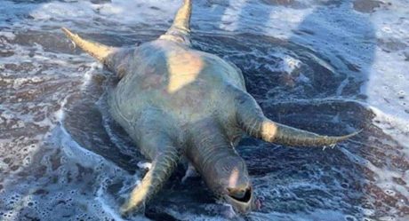 VIDEO: Captan agonía de una tortuga tras derrame tóxico en Mar de Cortés