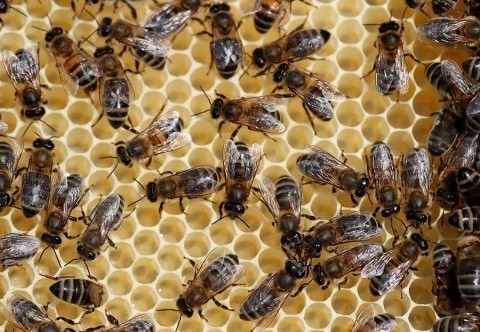 Alertan escasez de alimentos por falta de abejas