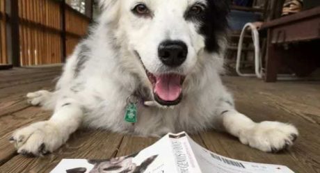 Murió Chaser, el perro más inteligente del mundo