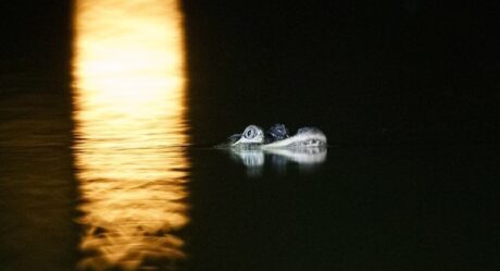 Aparece caimán en lago de Chicago; no se explican cómo llegó