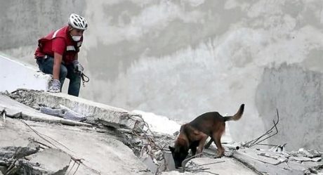 Tras lesión muere "Chichí", perro rescatista del 19S