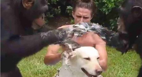 [VIDEO] Chimpancés bañan a un perrito y se vuelven vírales
