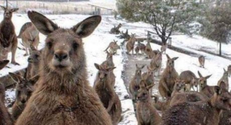 ¿Canguros australianos en la nieve? Fueron captados brincando tras ciclón polar