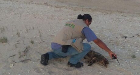 Sobreviven menos de 20 vaquitas marinas; preparan viaje de investigación