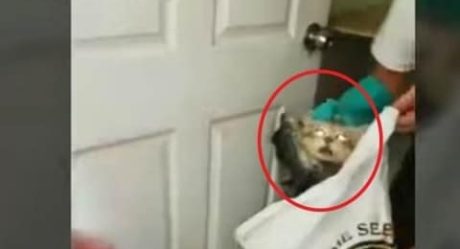 [VIDEO] Gato es capturado cuando intentaba meter celulares a la cárcel