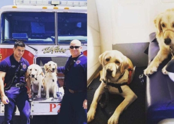 miembros del service dogs inc facebook methodist healthcare system