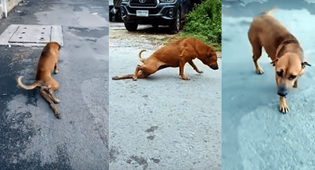 VIDEO: Perro finge tener una pata rota para conseguir comida y llamar la atención
