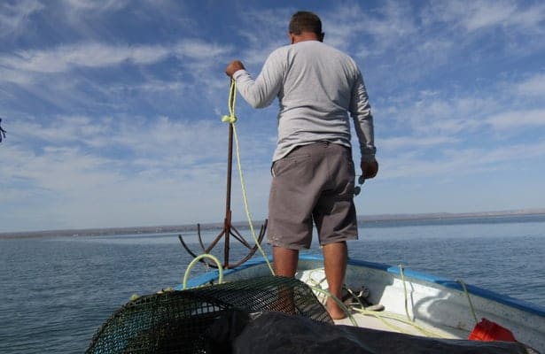 Extraño “pulpo vampiro” sorprende a pescadores