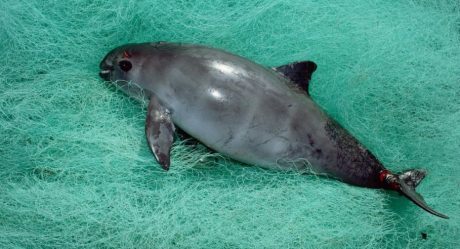 Se salva México de sanción internacional por vaquita marina