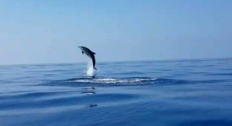 Así da las gracias un delfín cuando logran liberar a su cría de una red de pesca