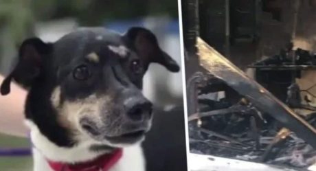 Perrito salvó la vida de una familia, pero eso le costó la suya
