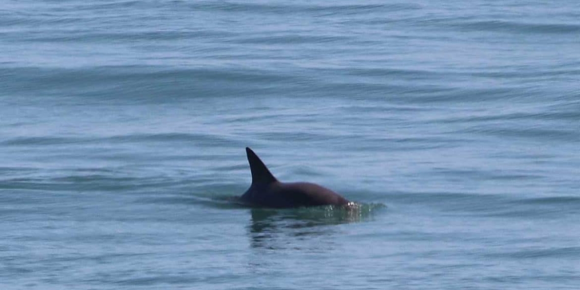 vaquitas marinas