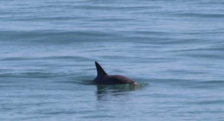 VIDEO: Así avistaron a varias Vaquitas Marinas en BC