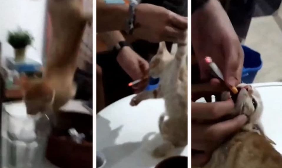 video muestra jovenes maltratando gato 0 13 600 374