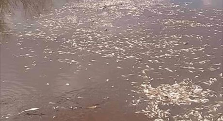 Contaminación en Mexicali mata a cientos de peces en río