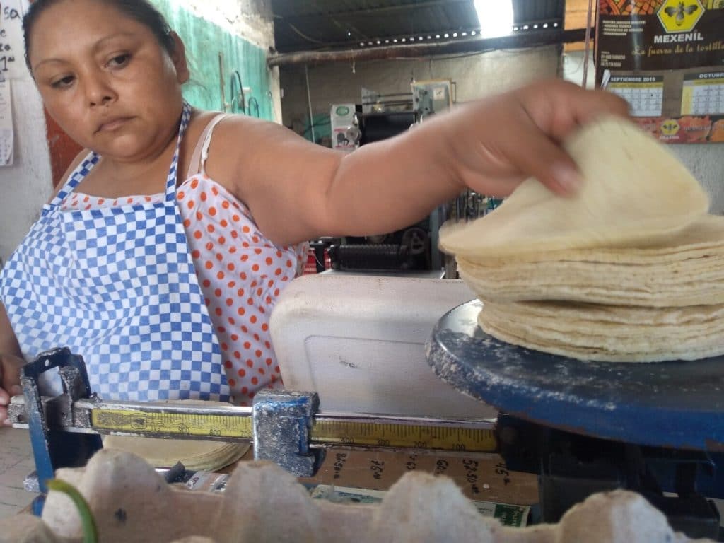 Ley contra maíz híbrido encarecería precio de la tortilla