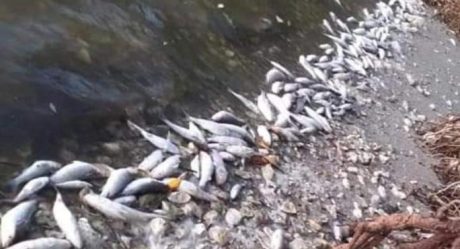 Mueren miles de peces por causas desconocidas