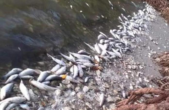 Mueren miles de peces por causas desconocidas