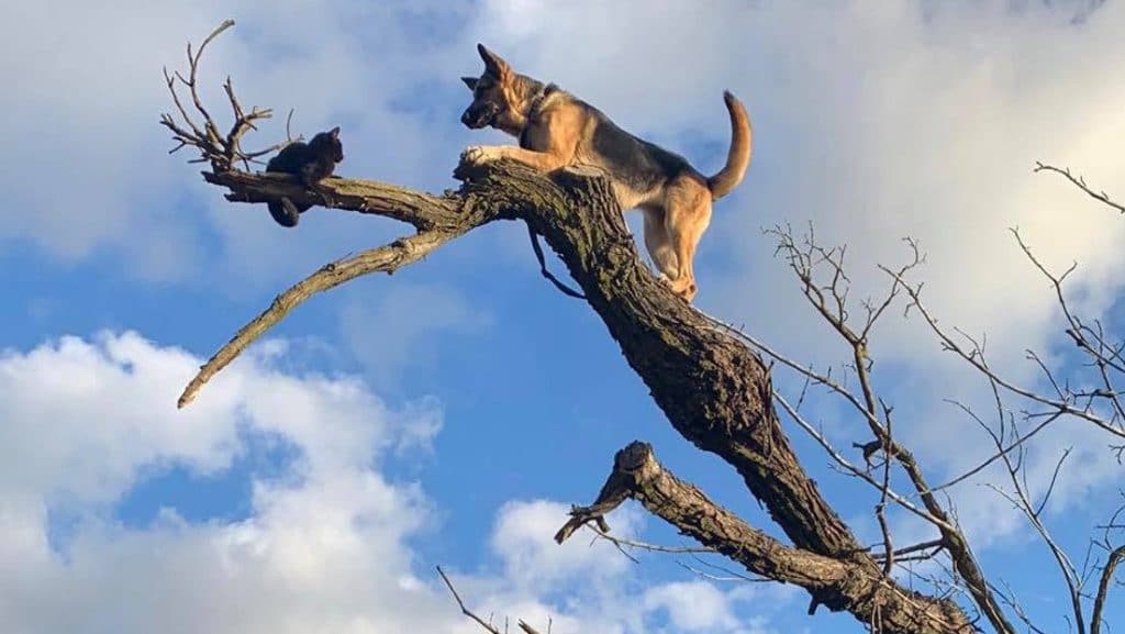 Perro queda atrapado arriba de un árbol por perseguir un gato