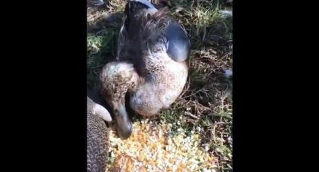 Mueren centenas de patos en un lago