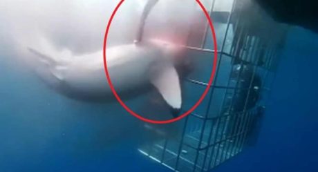 Responde empresa al incidente del tiburón blanco en Isla Guadalupe
