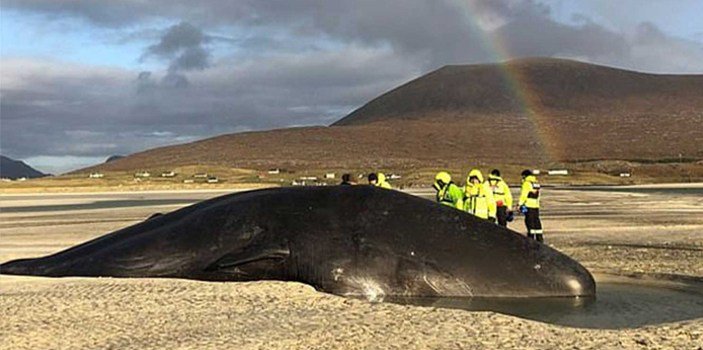 Ballena muere, le encuentran ‘pelota de basura’ en el estómago