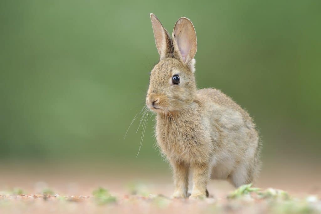 Declaran al conejo en peligro de extinción