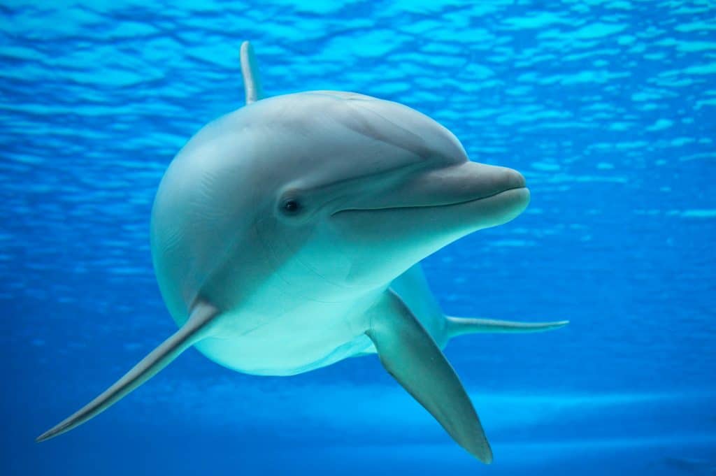 13 especies de ballenas, delfines y cetáceos en peligro