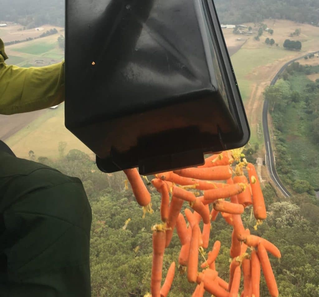 Lanzan verduras desde helicópteros para animales por incendios en Australia