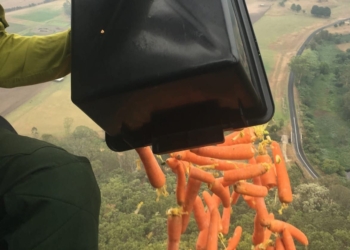 Lanzan verduras desde helicópteros para animales por incendios en Australia