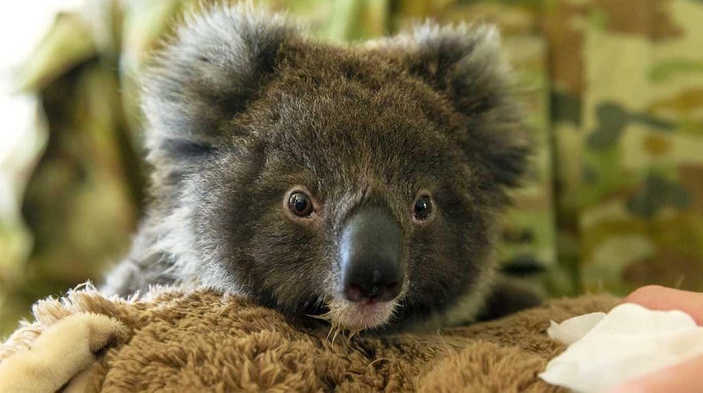 Lanzan el 'dildo koala' para combatir incendios en Australia