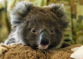 Lanzan el 'dildo koala' para combatir incendios en Australia