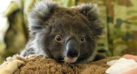 Lanzan el 'dildo koala' para combatir incendios en Australia